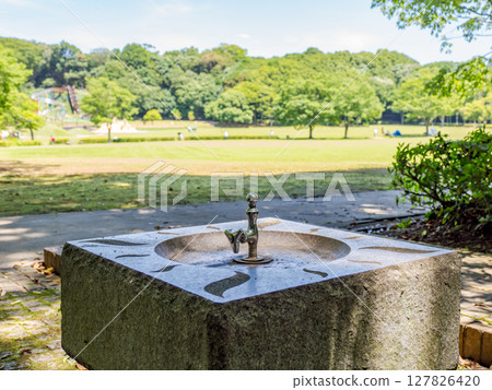A drinking fountain in the shade of a tree in a park (21st Century Forest and Square, Matsudo City, Chiba Prefecture) 127826420