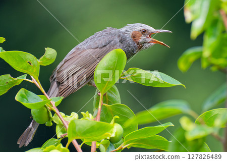 A brown-eared bulbul singing while perched on a tree 127826489