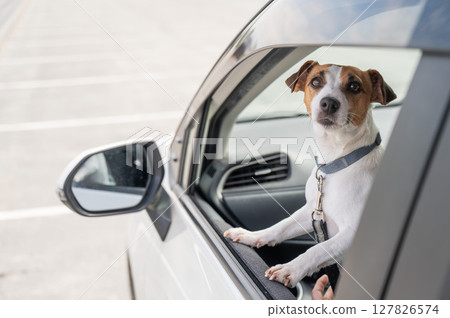 Jack Russell Terrier dog looking out of car window. Jack Russell Terrier dog looking out of car window. 127826574