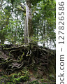 Tree root 127826586