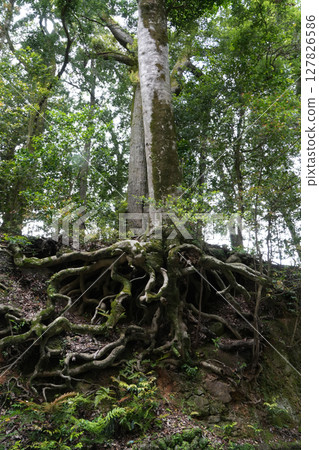 Tree root 127826586