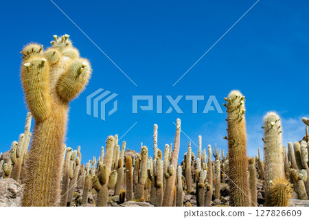 死前必看的風景:玻利維亞烏尤尼鹽沼綠洲印加瓦西島上的仙人掌 死前必看的風景:玻利維亞烏尤尼鹽沼綠洲印加瓦西島上的仙人掌 127826609