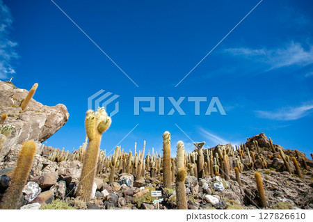 死前必看的風景:玻利維亞烏尤尼鹽沼綠洲印加瓦西島上的仙人掌 死前必看的風景:玻利維亞烏尤尼鹽沼綠洲印加瓦西島上的仙人掌 127826610