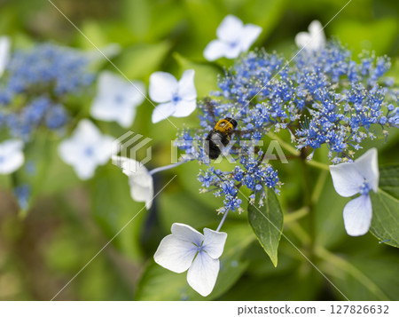 Hydrangea flowers and flying carpenter bees 127826632