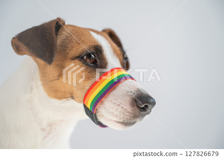 Jack Russell Terrier Dog Wearing Rainbow Flag Muzzle. Jack Russell Terrier Dog Wearing Rainbow Flag Muzzle. 127826679