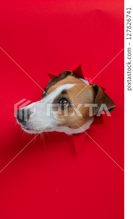 Funny Jack Russell Terrier dog sticks out through a red cardboard background. Copy space. Vertical photo.  127826741