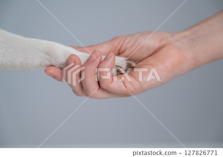 The owner holds the dog by the paw. Close-up.  127826771