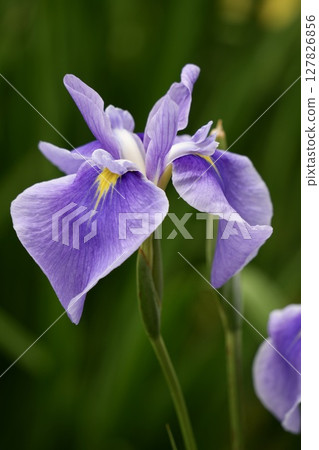 Beautiful irises Japanese style Beautiful irises Japanese style 127826856