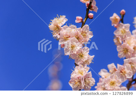 Plum blossoms Safu Sato plum 127826899