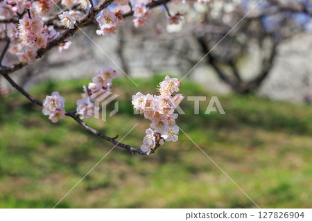 梅花Safu Sato梅花 127826904