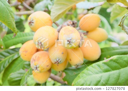 Loquat fruits hanging from the tree 127827078
