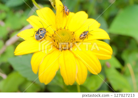 聚集在黃色花朵上的臭蟲 聚集在黃色花朵上的臭蟲 127827213