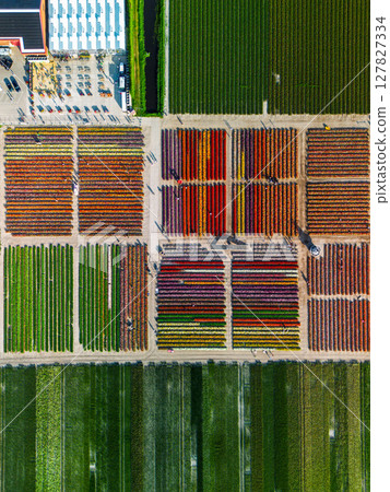 Aerial footage of a vibrant flower farm with colorful tulip rows, greenhouses, parking lots, and surrounding agricultural fields, set in a wide Dutch countryside landscape. 127827334