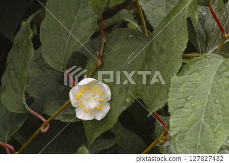 Every time the flower 127827482