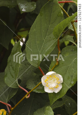 Every time the flower 127827483