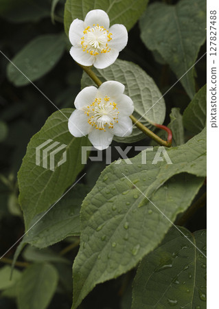 Every time the flower 127827488