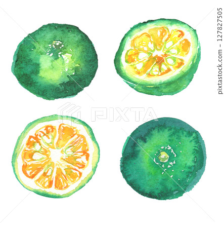 Watercolor illustration of Shikuwasa - a citrus fruit from Okinawa Watercolor illustration of Shikuwasa - a citrus fruit from Okinawa 127827505