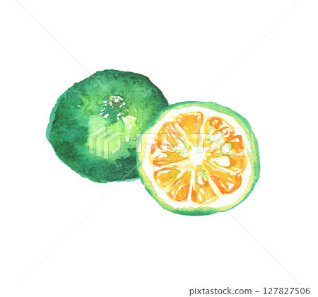 Watercolor illustration of Shikuwasa - a citrus fruit from Okinawa 127827506