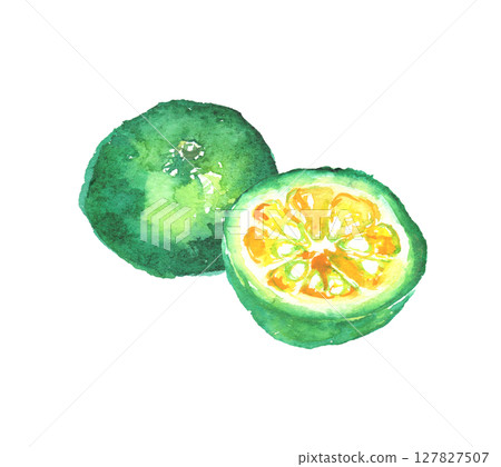 Watercolor illustration of Shikuwasa - a citrus fruit from Okinawa 127827507