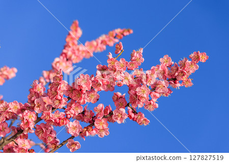 淡粉色的梅花 淡粉色的梅花 127827519