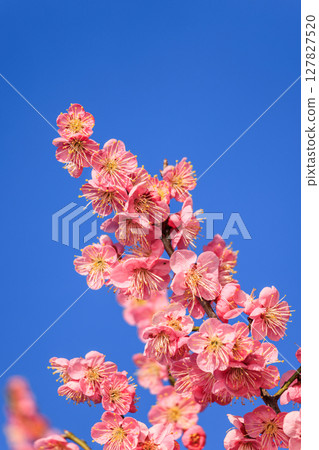 Light pink plum blossoms 127827520