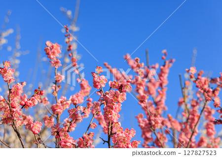 淡粉色的梅花 127827523