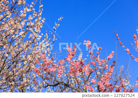 淡粉色的梅花 127827524