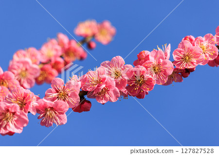 淡粉色的梅花 127827528