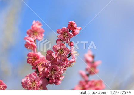 淡粉色的梅花 127827529