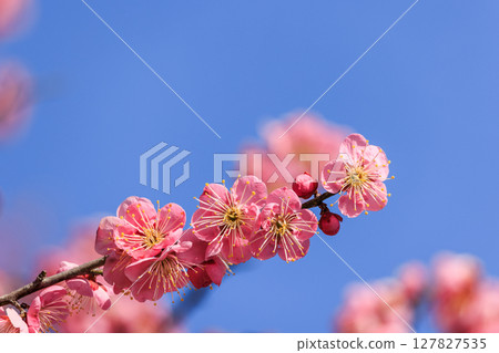 淡粉色的梅花 127827535