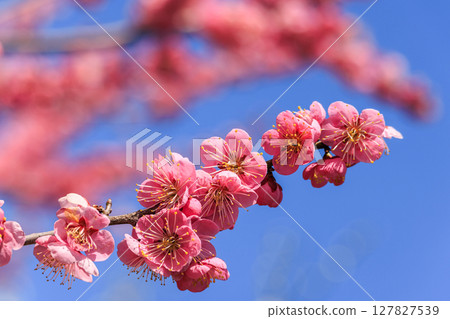 Light pink plum blossoms 127827539