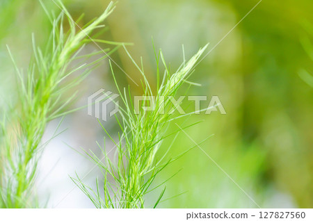 Dog fennel, dogfennel or Eupatorium capillifolium or false dill tree or Asteraceae 127827560
