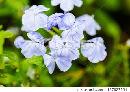Cape leadwort, PLUMBAGINACEAE or Plumbago auriculata Lam and rain droplet 127827564