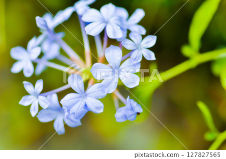 Cape leadwort, PLUMBAGINACEAE or Plumbago auriculata Lam and rain droplet 127827565