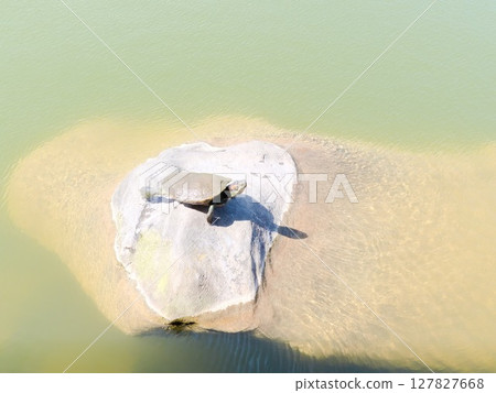 一隻甲魚在池塘裡的岩石上曬太陽 一隻甲魚在池塘裡的岩石上曬太陽 127827668