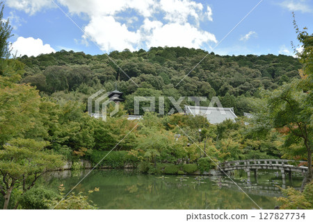 永觀堂禪林寺的夏天:從北條池眺望(京都市左京區) 永觀堂禪林寺的夏天:從北條池眺望(京都市左京區) 127827734