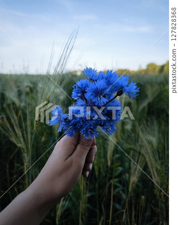 bright summer landscape. woman's hand, against the background of nature, bouquet of blue summer flowers. bouquet of blue cornflowers sways 127828368