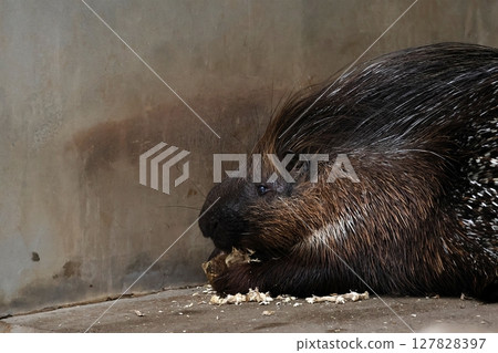 一隻側鬃豪豬正在啃樹 127828397