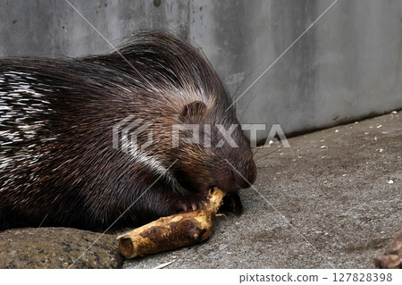 A porcupine holds a tree in its hands and chews on it 127828398