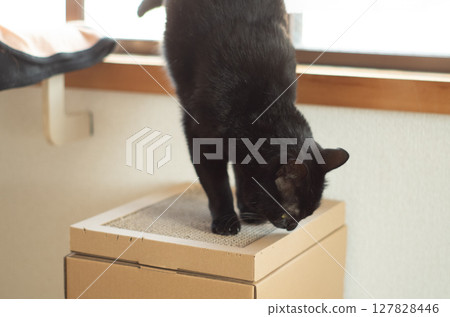 Black cat jumping from window to cat tower Black cat jumping from window to cat tower 127828446