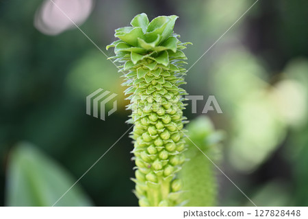 Pineapple Tree 127828448