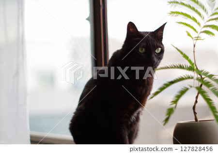 Black cat sitting by the window Black cat sitting by the window 127828456