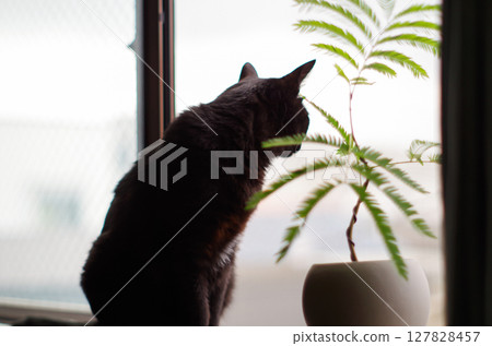 A black cat and a potted plant looking outside by the window 127828457
