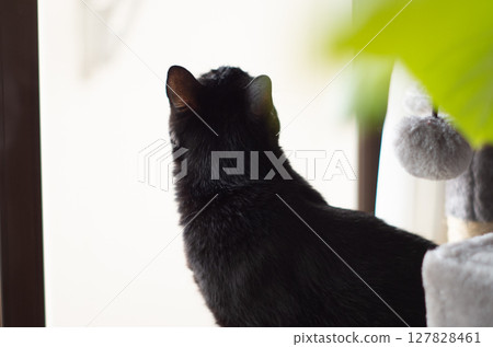 窗邊的黑貓仰望天空 窗邊的黑貓仰望天空 127828461