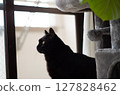 一隻貓從窗戶往外看 127828462