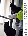 兩隻黑貓從貓塔頂向外張望 127828464