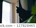 看著窗外的貓 127828465
