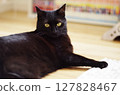 一隻黑貓躺在地板上看著你 127828467