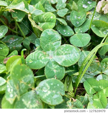 A four-leaf clover wet with dew A four-leaf clover wet with dew 127828470