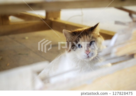 一隻棕白色的貓,有著美麗的眼睛,從縫隙中向外窺視 一隻棕白色的貓,有著美麗的眼睛,從縫隙中向外窺視 127828475